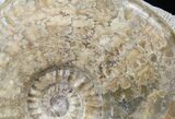 Scottish Ammonite (Ludwigia) - Rare! #30780-3